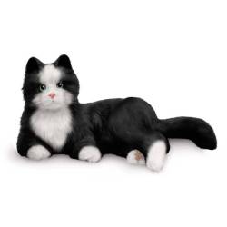 copy of Compagnion Pet:... 